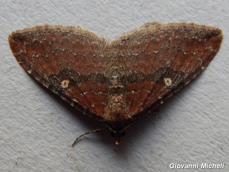 Nycterosea obstipata Geometridae